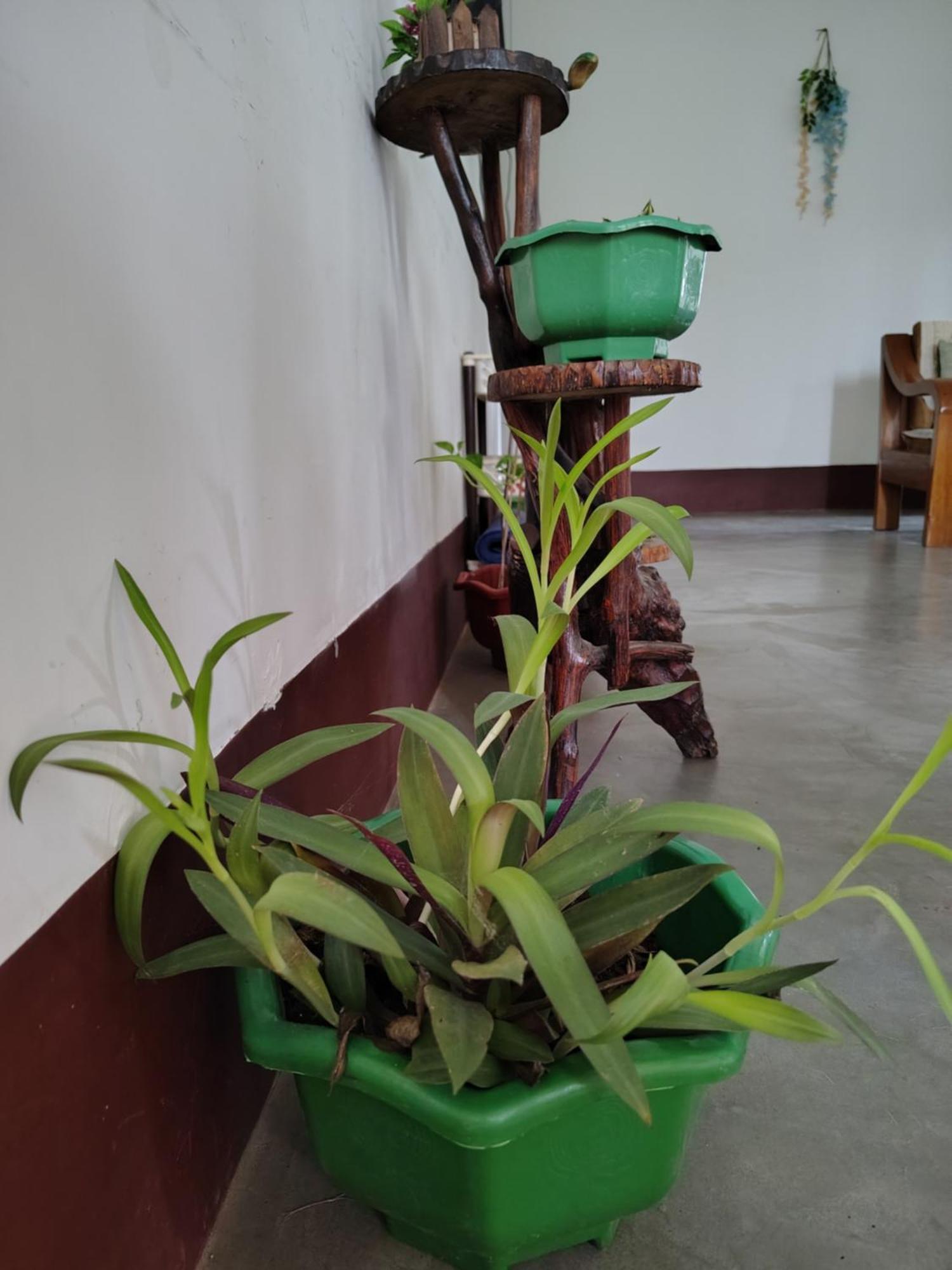 Gayatri Homestay ディブルガル エクステリア 写真